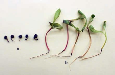 PO STRONIE PLANTATORA 1 2 Rizoktonioza projekt IHAR-PIB Dr inż. Mirosław Nowakowski Dr inż. Paweł Skonieczek IHAR-PIB Oddział Bydgoszcz Od lewej: fot.