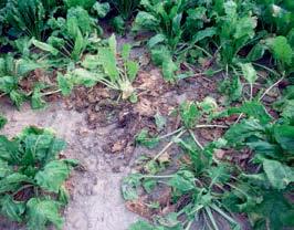 PO STRONIE PLANTATORA Rys. 1 Ocena patogeniczności 4 izolatów R. solani w odniesieniu do wybranych genotypów buraka cukrowego Od lewej: fot. 3.