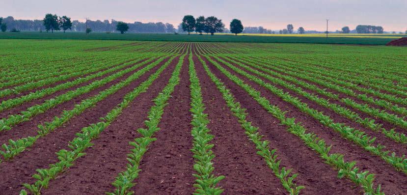 PO STRONIE PLANTATORA 1 Pomimo, iż w tym roku wiosna przyszła stosunkowo późno, stan plantacji na terenie Oddziału "Cukrownia Kluczewo" na obecną chwilę jest zadowalający.