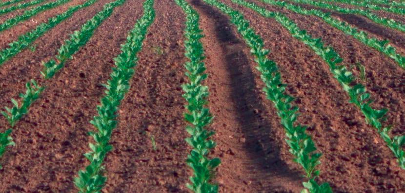 PO STRONIE PLANTATORA 2 rów zastosowała już dwa zabiegi chemiczne. Pomimo opóźnień w wegetacji, plantacje prezentują się okazale, charakteryzują się wysoką obsadą i rokują dobrymi plonami jesienią.