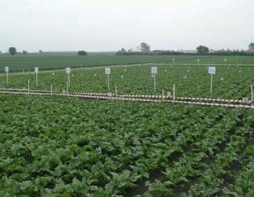 PO STRONIE PLANTATORA 2 3 Od lewej: fot.2.doświadczenie ścisłe biostymulatory. fot.3. Warsztaty wiosenne część wykładowa. informacji od przedstawicieli firm, biorących udział w warsztatach.
