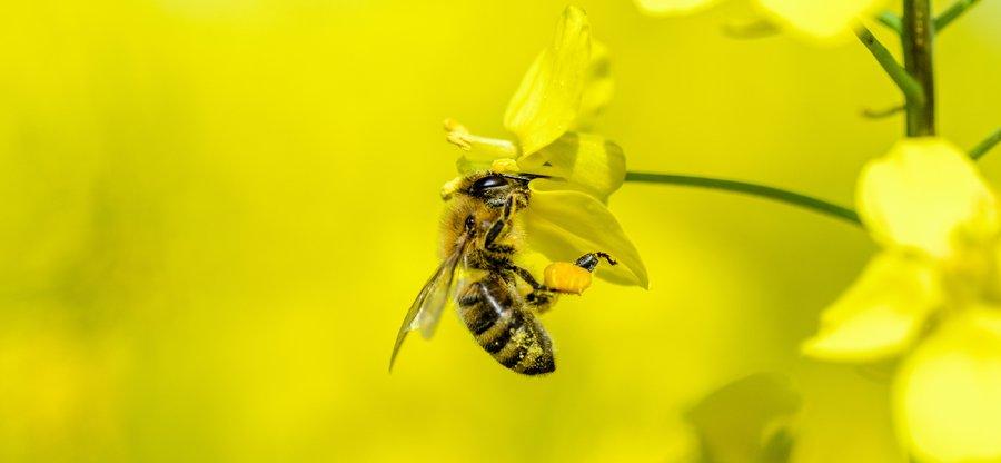 https://www. fot. Fotolia Pszczelarze chcą zakazu stosowania neonikotynoidów. Zdaniem pszczelarzy pozwolenie na używanie neonikotynoidów zostało wydane bez ich wiedzy.