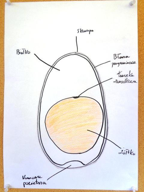 Podczas trwania projektu dzieci miały możliwość obserwować doświadczenia związane z jajkiem, same również próbowały doświadczać.