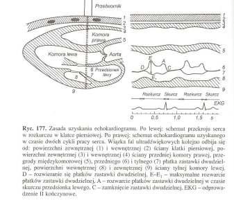 CZYNNOŚĆ MECHANICZNA SERCA ECHOKARDIOGRAFIA wykorzystuje się fale ultradźwiękowe generowane przez kryształ piezoelektryczny znajdujący się w przetworniku przystawionym do skóry klatki piersiowej nad