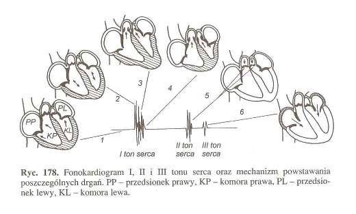 CZYNNOŚĆ MECHANICZNA SERCA ZJAWISKA AKUSTYCZNE drgania towarzyszące pracy serca sa niejednorodnej częstotliwość - w praktyce lekarskiej dzieli się je na tony fizjologiczne i szmery patologiczne.