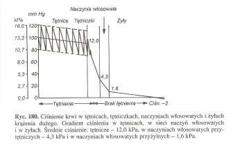 KRĄś ĄśENIEN DUśE - komora lewa zbiornik tętniczy duŝy (ZTD) siec naczyń włosowatych - zbiornik Ŝylny duŝy (ZśD).