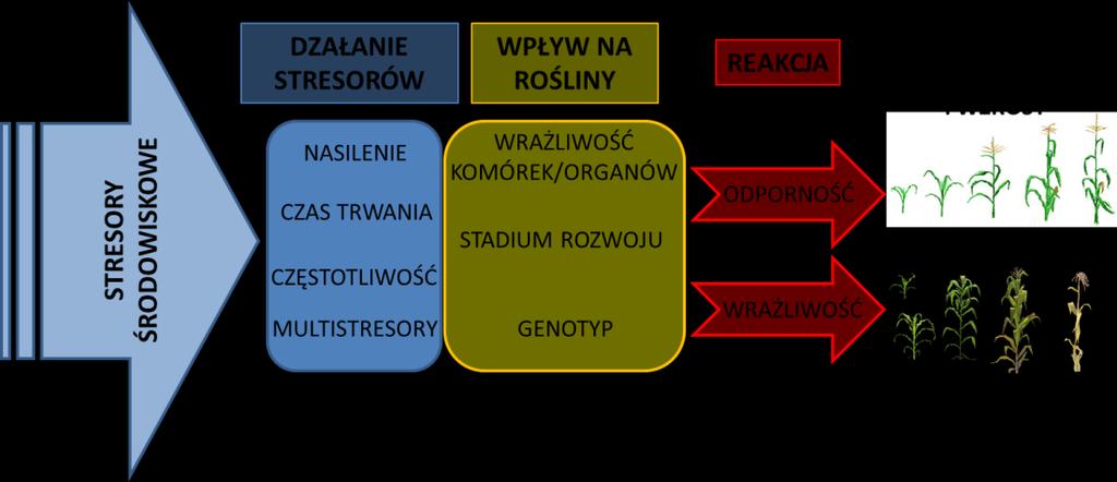 Ryc. 4.3.2. Reakcja roślin na stresory środowiskowe oraz wynik końcowy zależny od rodzaju stresora i stanu fizjologicznego rośliny (zmienione za Kacperska 2004, Starck 1998, Starck 2005). 4.4. Możliwości praktycznego wykorzystania badań fizjologicznych Wpływ stresorów środowiskowych na gatunki, a zwłaszcza na odmiany roślin uprawnych jest szeroko opisywany w literaturze.