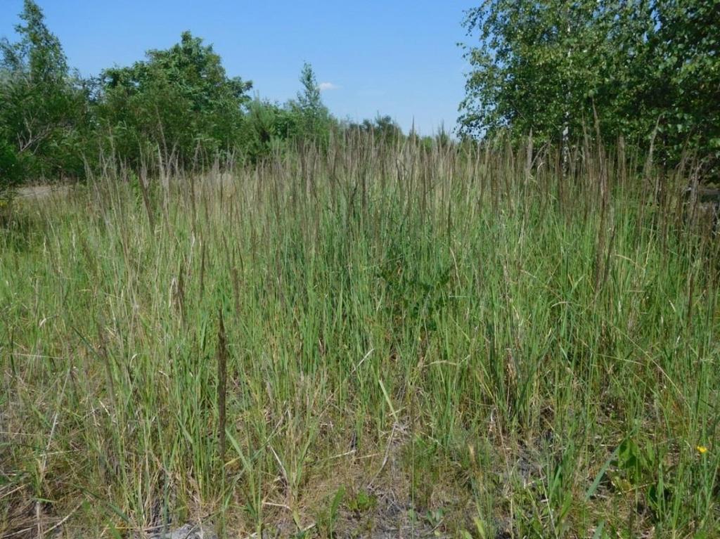 Calamagrostis epigejos na terenie przemysłowym.