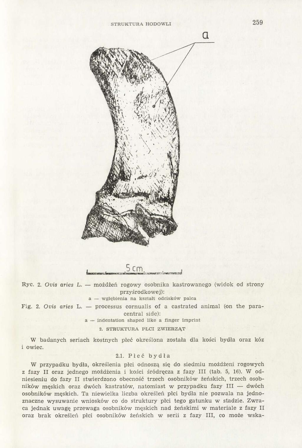 STRUKTURA HODOWLI 259 Ryc. 2. Ovis aries L. możdżeń rogowy osobnika kastrowanego (widok od strony przyśrodkowej): a wgłębienia na kształt odcisków palca Fig. 2. Ovis aries L. processus cornualis of a castrated animal (on the paracentral side): a indentation shaped like a finger imprint 2.