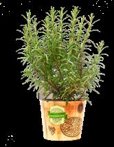 : 8 cm. kod 45864 Forma pienna Wys.