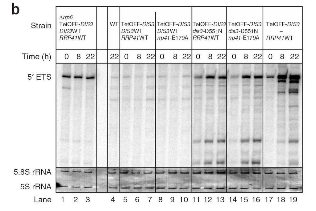 Obserwacje z doświadczeń in vivo dostarczają silnego poparcia dla wyników eksperymentów biochemicznych Dziembowski et al.