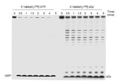 Pellegrini et al., Methods enzymol 2008 A jak to wygląda w przypadku egzonukleaz 5-3?