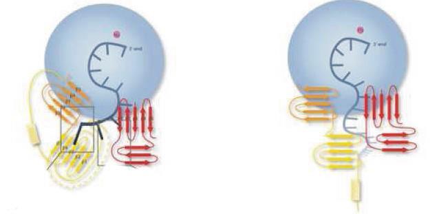 Dane strukturalne wyjaśniają zdolność Dis3p do rozplatania dwuniciowych substratów RNA podczas ich trawienia Dis3p RNase II Lorentzen et al.