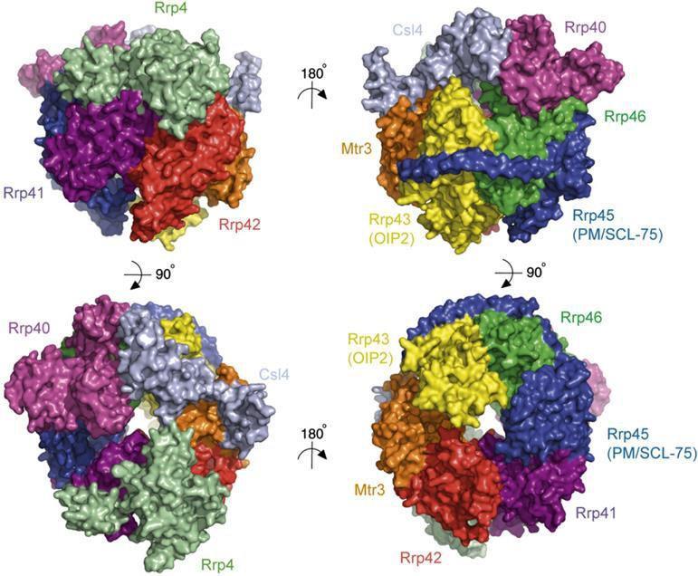 wg Liu et al., Cell 2006; Hernandez et al., EMBO Rep 2006; Dziembowski et al.