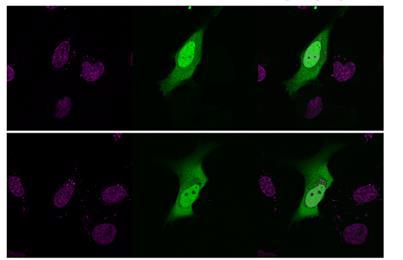 2010 3 5 exonuclease