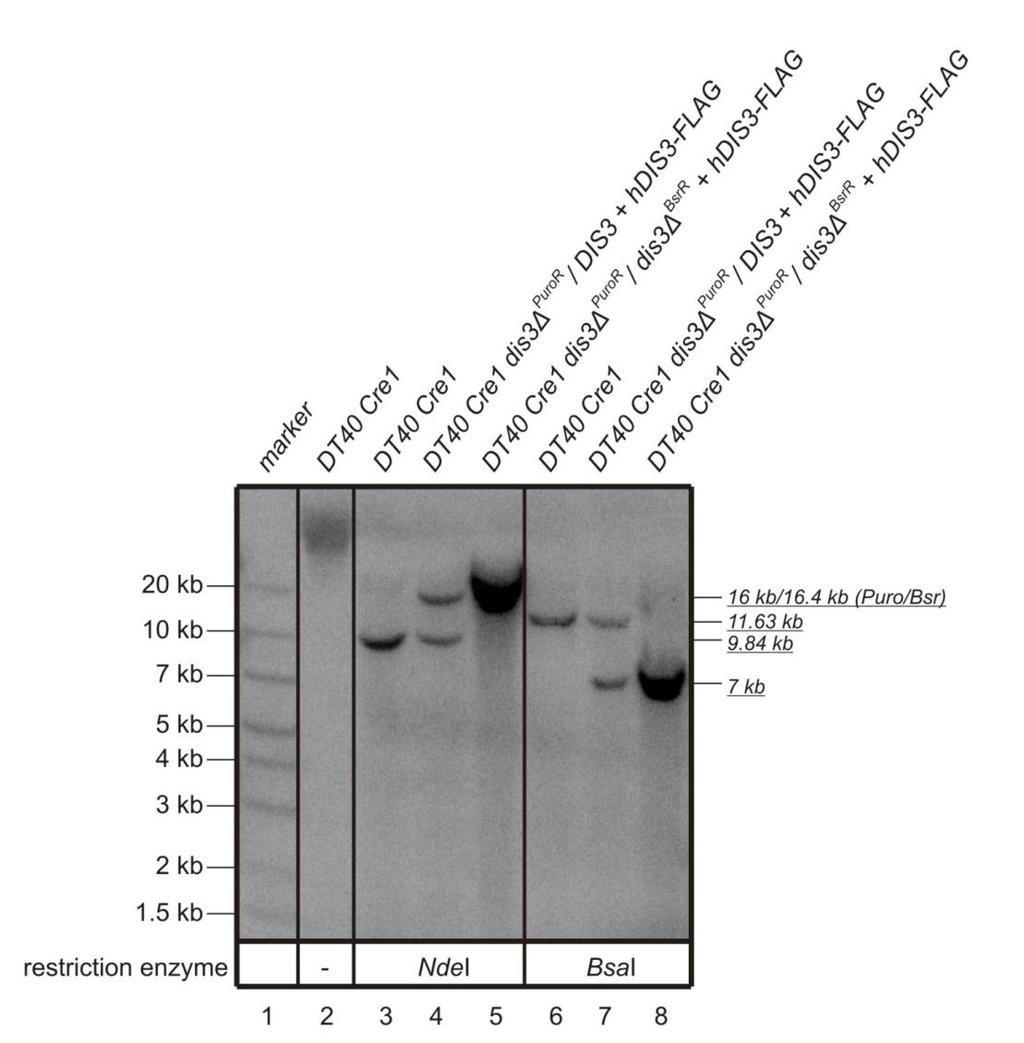 Conditional DIS3 knockout in chicken DT40-cell line -
