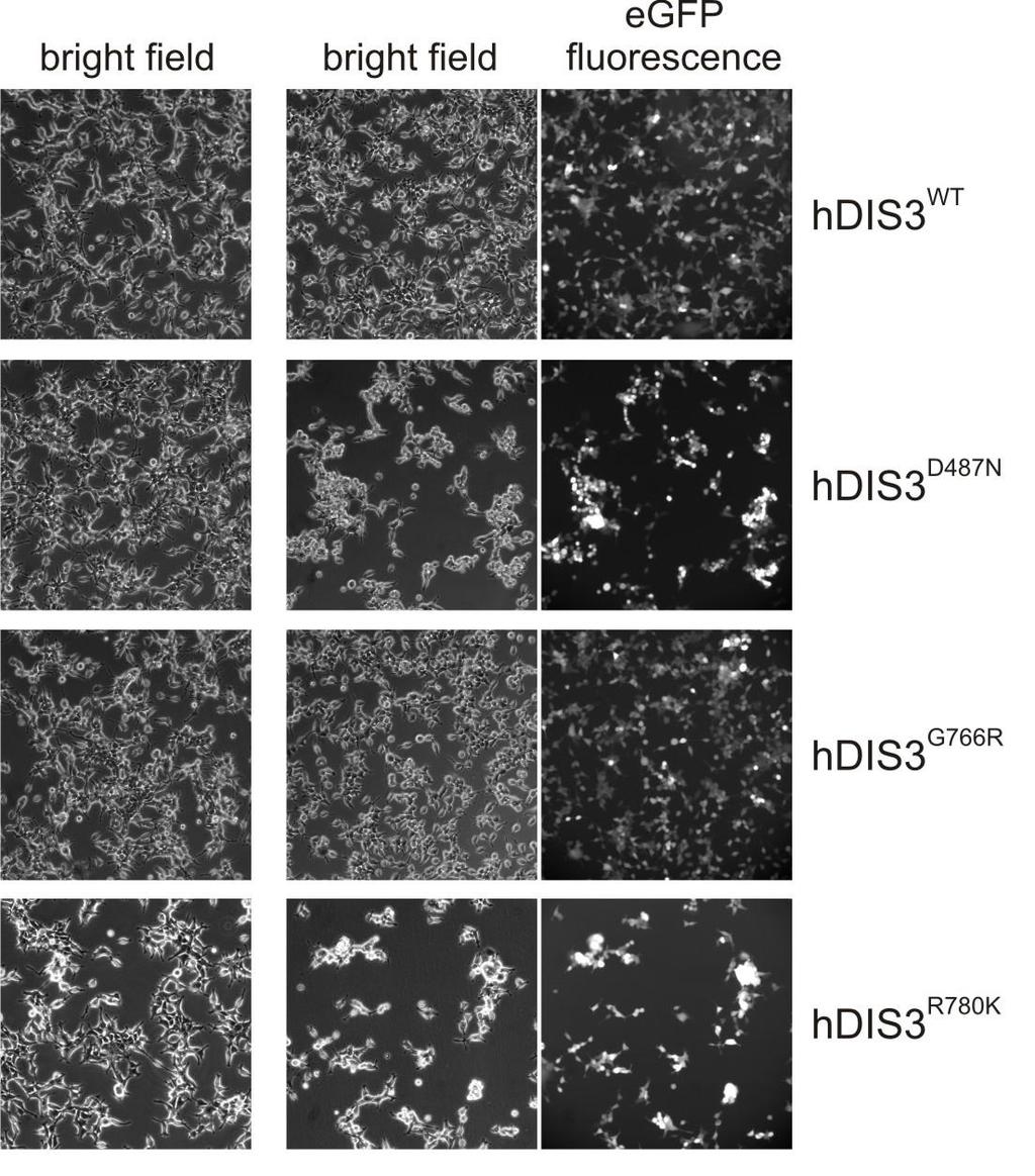 MM associated DIS3 mutations in RNB domain