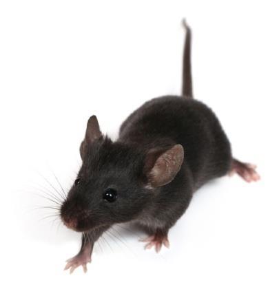 Dis3 G766R mouse line Mutation in Dis3 RNB