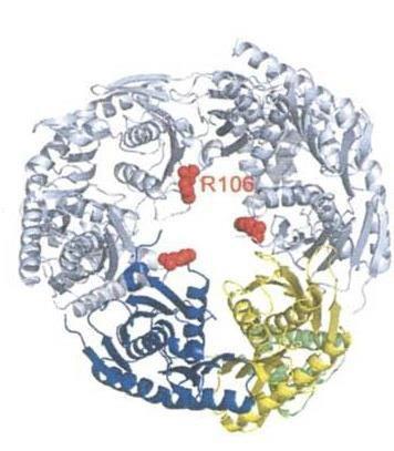 metabolizmie RNA w