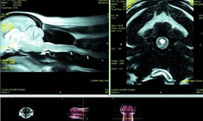 Rezonans magnetyczny w medycynie weterynaryjnej. Cz. I 16 Fot. 21c, d. Obrazy T2-zależne. Ten sam pacjent. Uwagę zwraca inna intensywność sygnału z płynu mózgowordzeniowego.