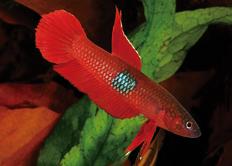 omega-9 intensyfikuje barwy ryb dzięki wysokiej zawartości karotenoidów ze