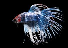 wspaniały (Betta splendens).