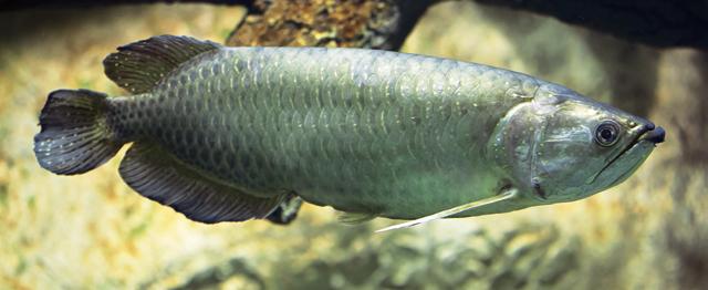 Arowany to niezwykłe ryby należące do rodziny kostnojęzykowych