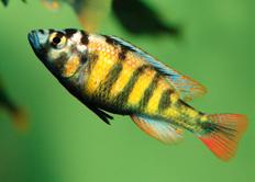 Haplochromis.