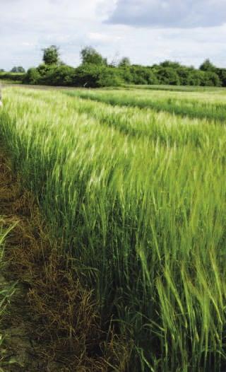 JESIEŃ 2019 ÂRODKI OCHRONY ROÂLIN Surfad w największym stopniu poprawia działanie środków ochrony roślin w przypadku wystąpienia niekorzystnych warunków pogodowych takich jak niska wilgotność i niska