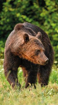 LIFESTYLE BIESZCZADY Bieszczady na piechotę Przedstawić wszystkie warte przemierzenia i zobaczenia szlaki oraz miejsca w Bieszczadach to temat raczej na solidnej objętości książkę (a nawet ich serię)