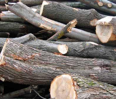 ROBINIA AKACJOWA Robinia jest europejskim drzewem liściastym.