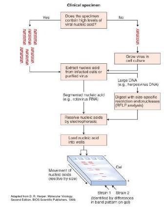 Wykrywanie wirusa Wykrywanie kwasów nukleinowych PCR (DNA), RT-PCR (RNA) Wykrywanie