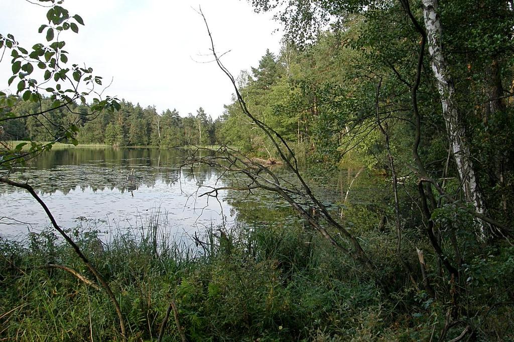 Odonatrix 14_12 (2018) Wyniki obserwacji ważek (Odonata) na terenie obszaru PLH280039 Natura 2000 Jonkowo Warkały (Polska, Warmia, gm.