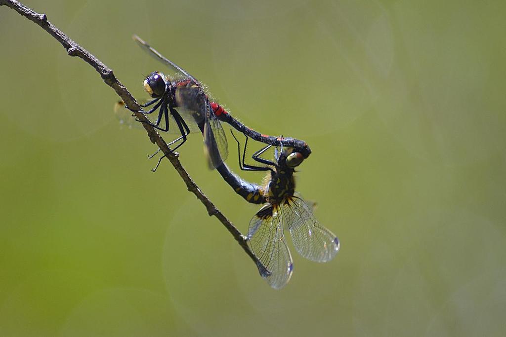 Odonatrix 14_12 (2018) 5 Leucorrhinia dubia