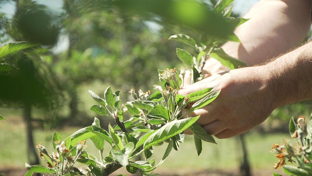 Uprawa jabłoni jakie zabiegi agrotechniczne warto wykonać? Coraz więcej uwagi producenci poświęcają każdemu elementowi produkcji dobierając odpowiedni termin oraz ilość zabiegów agrotechnicznych.