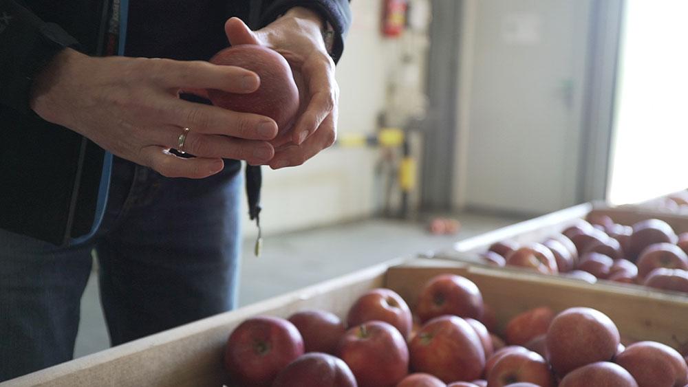 Uprawa jabłoni pod konkretnego klienta jak to powinno działać? Przykładem może być produkcja owoców z ograniczoną ilością substancji aktywnych np. do czterech po całym sezonie ochrony.