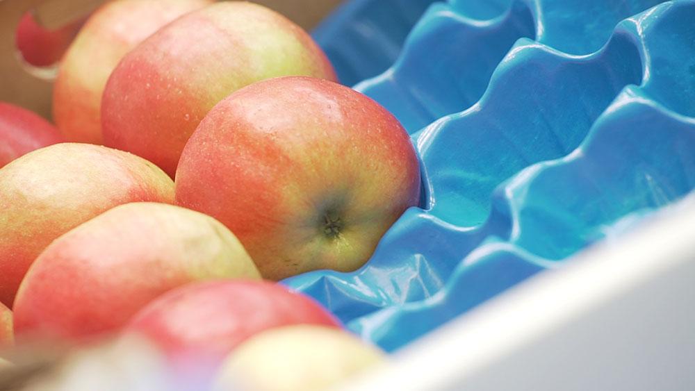 Uprawa jabłoni co jeszcze ma wpływ na jakość owoców?