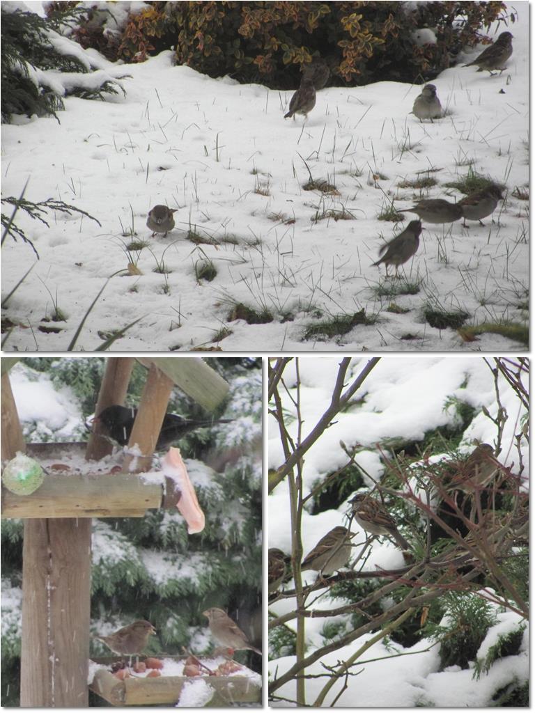 Obserwacje ptaków i spostrzeżenia przedszkolaków z Wrzosowej Zima płatała różne figle. Czasami nie wiadomo było, czy to jesień, zima czy wiosna.