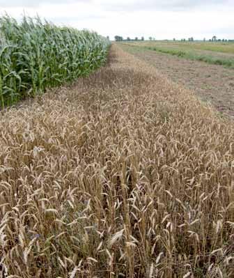 zbożowych (złe zmianowanie) tylko 16% uzyskiwało plony powyżej 50 dt/ha, jednak nie więcej jak 60 dt/ha. W latach 1990 2005 udział zbóż w strukturze zasiewów w Polsce wzrósł z około 60% do ponad 74%.