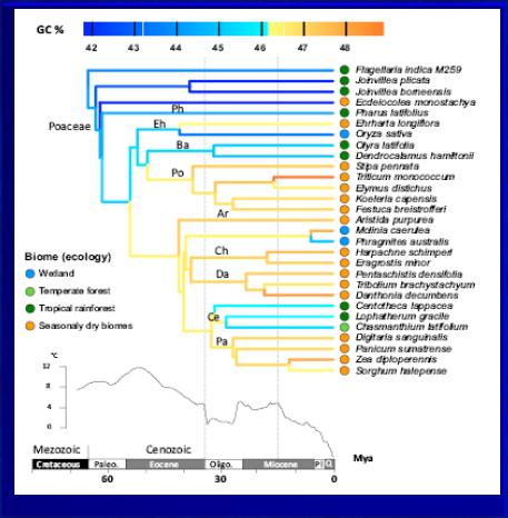 lat temu, na przełomie mezozoiku i kenozoiku, gdy trawy wyodrębniły się jako osobna grupa. Smarda et al. 2014 Zawartość GC u jednoliściennych na tle zmian klimatu i preferowanego siedliska.