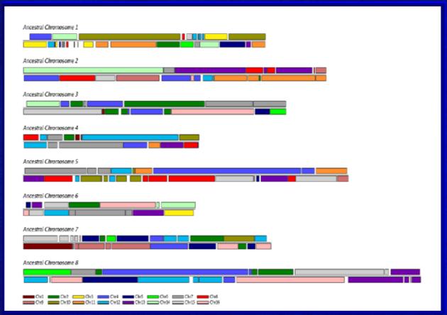 LTR LTR LTR LTR LTR LTR LTR Transpozony DNA Egzony Retrotranspozon SSR W pobliżu genów zlokalizowane są transpozony DNA, a w regionach międzygenowych występują retrotranspozony. 4.