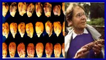 Skaczące geny They can appear at new locations and disappear from previously determined locations