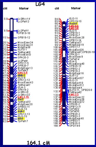 5. Transpozony: podział Ze względu na sposób przemieszczania wyróżnia się retrotranspozony (LTR, klasa 1) i transpozony DNA (klasa 2).