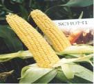 Zea mays Retrotranspozny Transpozony DNA Procent [%] 100 80 60 40 20 0 Procent retrotranspozonów i transpozonów DNA u różnych Eukariota.