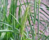 Transpozony: ewolucja genomów U wielu gatunków, w tym roślin (trawy) oraz kręgowców, transpozony odgrywają istotną rolę w różnicowaniu genomów.