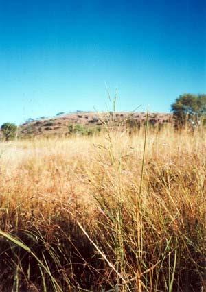 5. Transpozony: ewolucja genomu Transpozony spowodowały podwojenie rozmiarów genomu u Oryza australiensis (dziko rosnący ryż australijski).