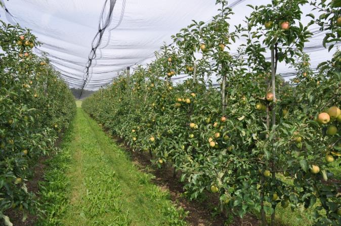 Dobór odpowiedniej podkładki dla odmiany musi uwzględniać: siłę wzrostu z jaką podkładka wpływa na odmianę szlachetną, wrażliwość podkładki na niskie temperatury, odporność na najgroźniejsze choroby