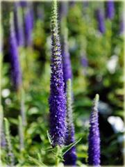 Dwarf Blue Veronica spicata Przetacznik kłosowy Ulster Dwarf Blue to odmiana karłowa, osiąga wysokość do 30cm, charakteryzuje się zwartym kompaktowym pokrojem.