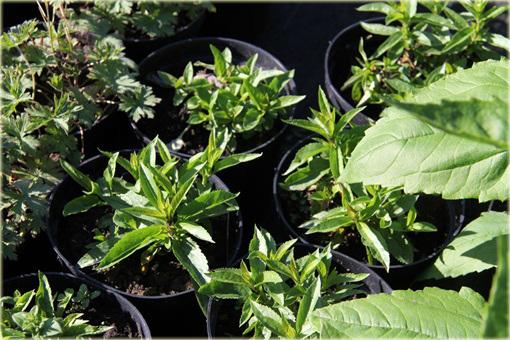 W okresie zimowym, wczesnowiosennym lub późnojesiennym większość roślin sprzedajemy w stanie bezlistnym (bez liści).
