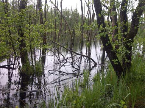 Fot. 74. Mesterova Luka (fot. M. Makles). SK/112 Restoration of the Wetlands of Zahorie Lowland (http://www.broz.sk/ wetrest).